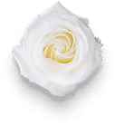 flower 01 free img